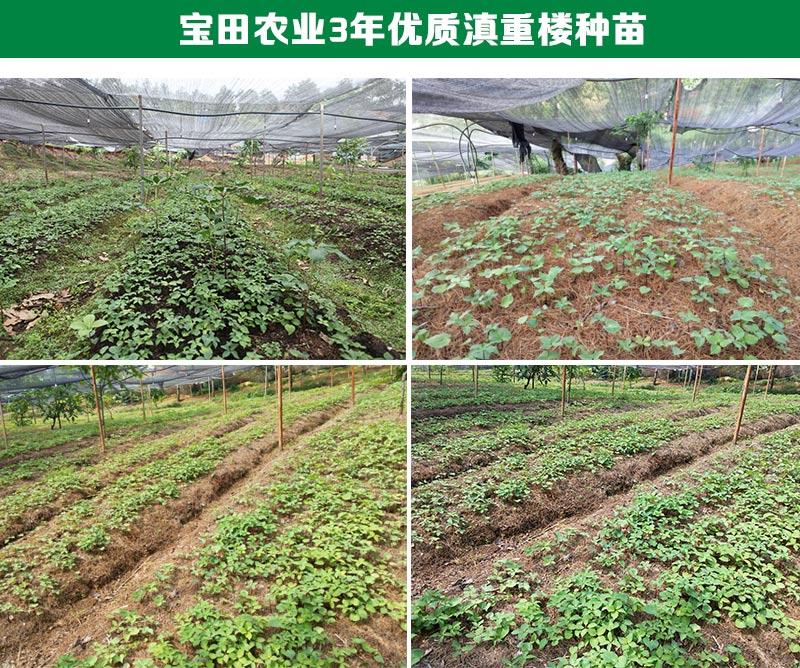 滇重樓育苗基地(dì / de)