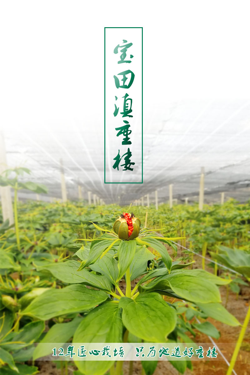 雲南滇重樓成品