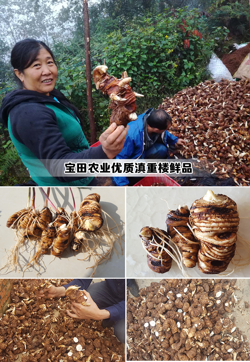 雲南滇重樓