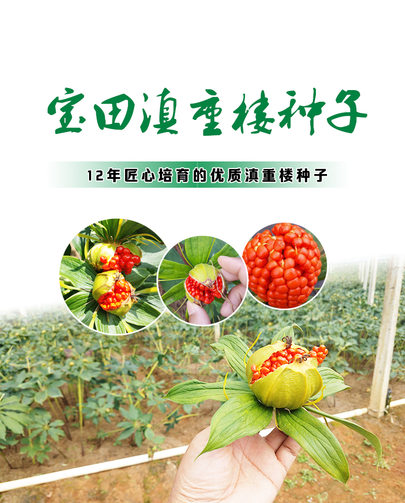 寶田滇重樓種子(zǐ).jpg