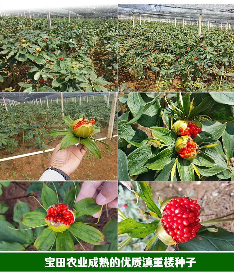 雲南滇重樓種子(zǐ)