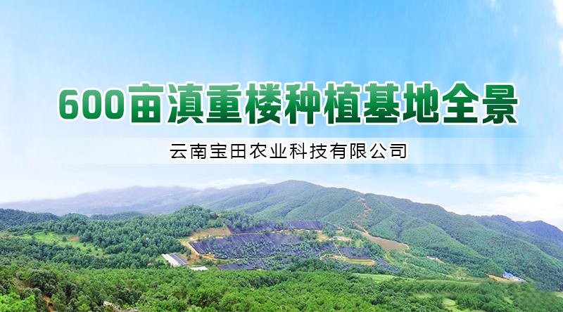 滇重樓育苗基地(dì / de)
