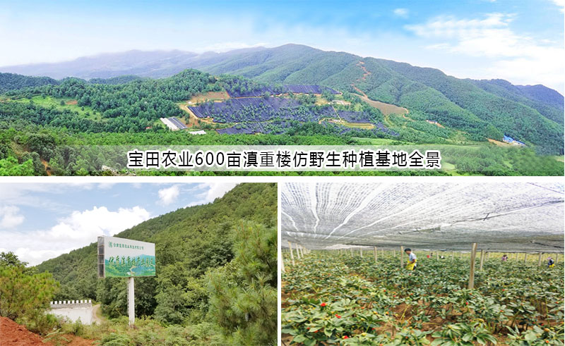 滇重樓育苗基地(dì / de)