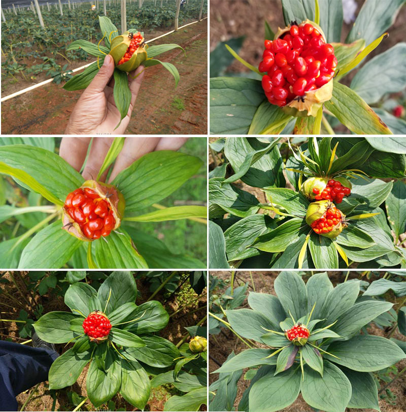 雲南滇重樓種子(zǐ)