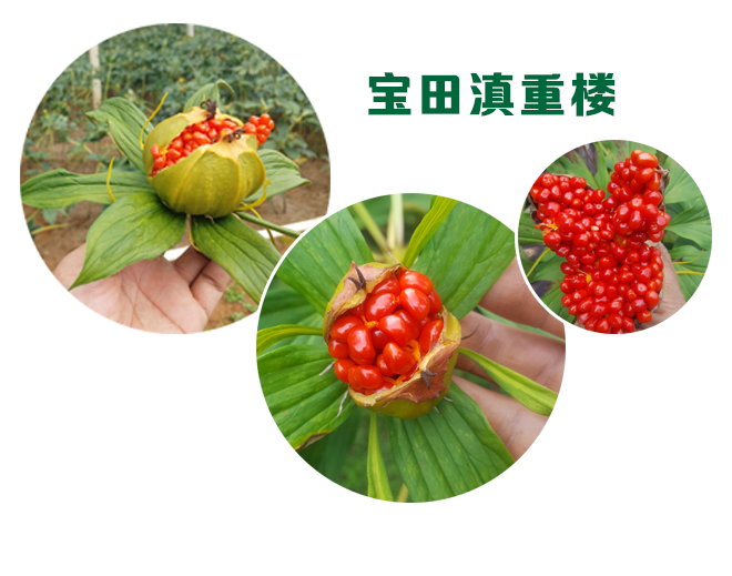 寶田純正優質滇重樓品種，質量全面保證