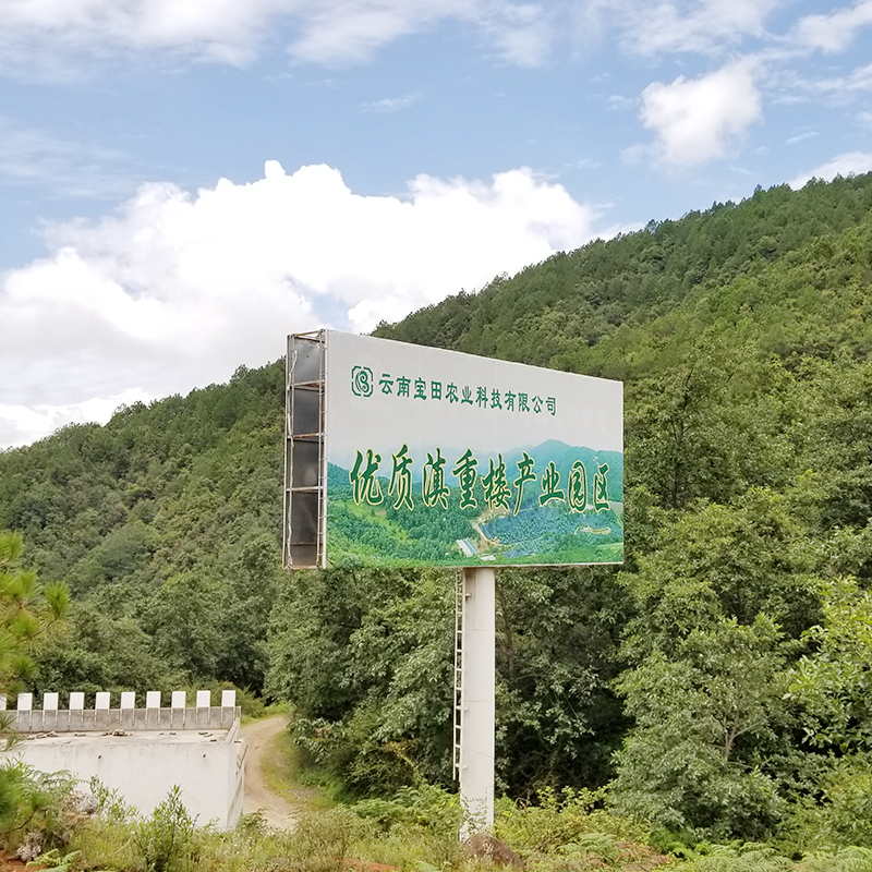雲南寶田農業1000餘畝滇重樓種植基地(dì / de)