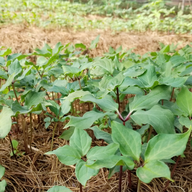 雲南寶田農業3年滇重樓種苗育苗基地(dì / de)