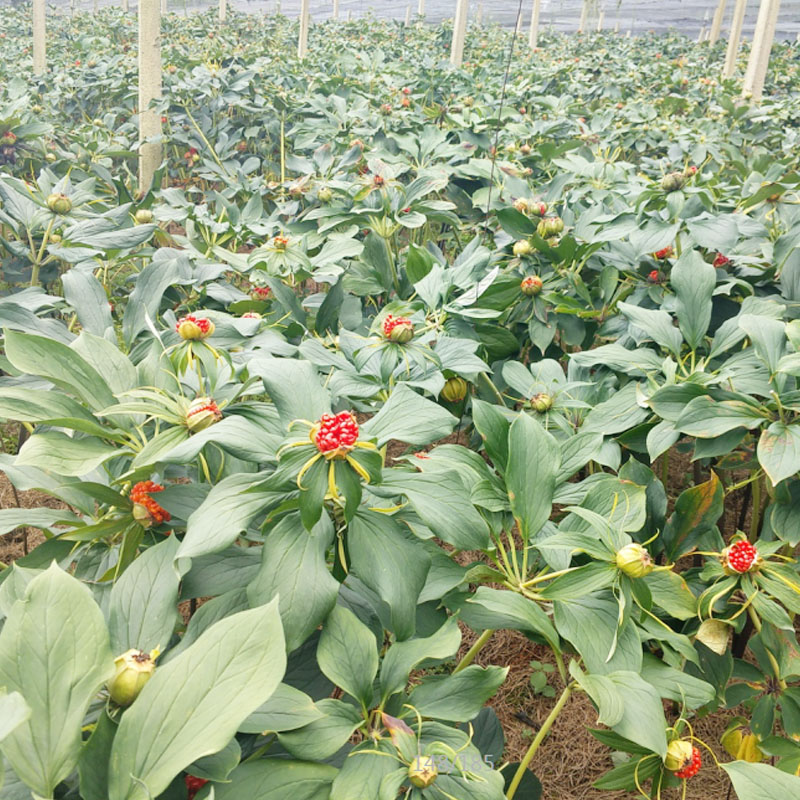 雲寶田農業滇重樓商品種植基地(dì / de)