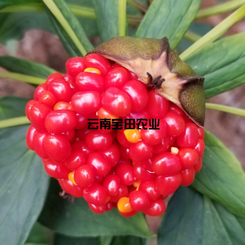 雲南寶田農業優質滇重樓種子(zǐ)