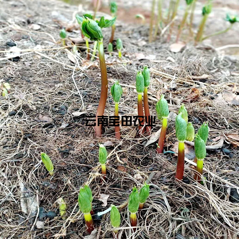 雲南寶田1号滇重樓種苗