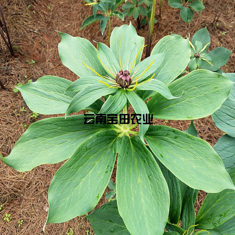 雲南寶田優質滇重樓6年大(dà)苗