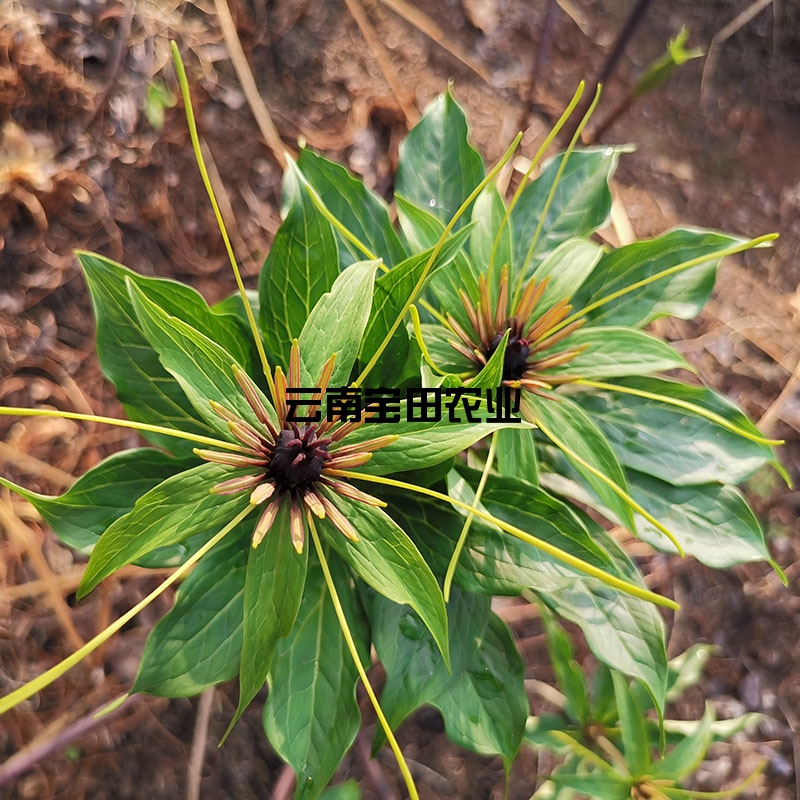 雲南滇重樓種苗6年大(dà)苗