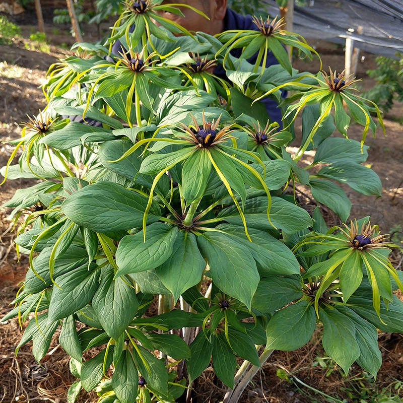 寶田6年的(de)優質滇重樓種苗