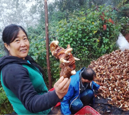 雲南寶田武定滇重樓種植合作客戶