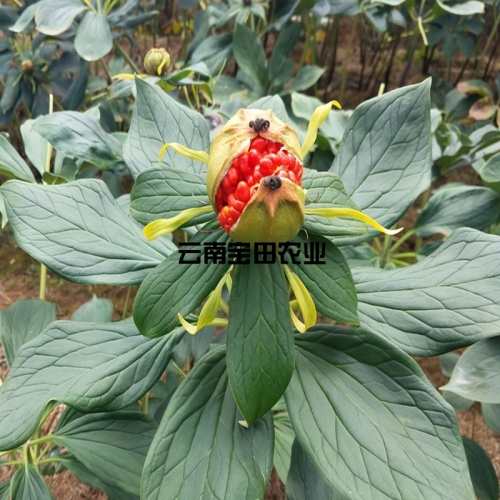 雲南寶田農業優質滇重樓種子(zǐ)