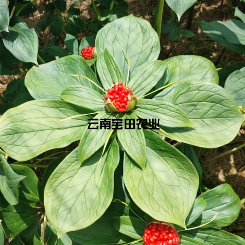 雲南寶田優質滇重樓種子(zǐ)