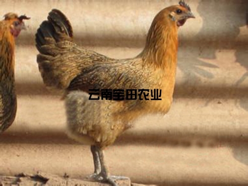 彜生态土母雞118元一(yī / yì ／yí)公斤