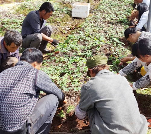 大(dà)理客戶到(dào)寶田農業滇重樓基地(dì / de)挖苗