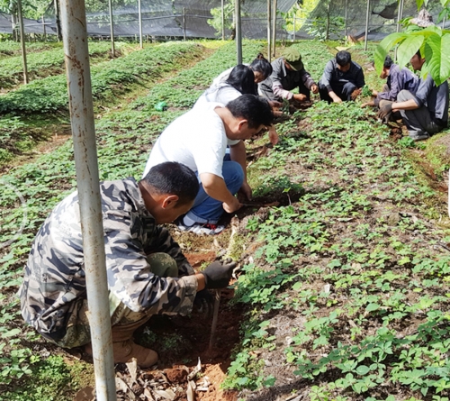 雲南寶田麗江滇重樓種植戶到(dào)公司基地(dì / de)挖苗